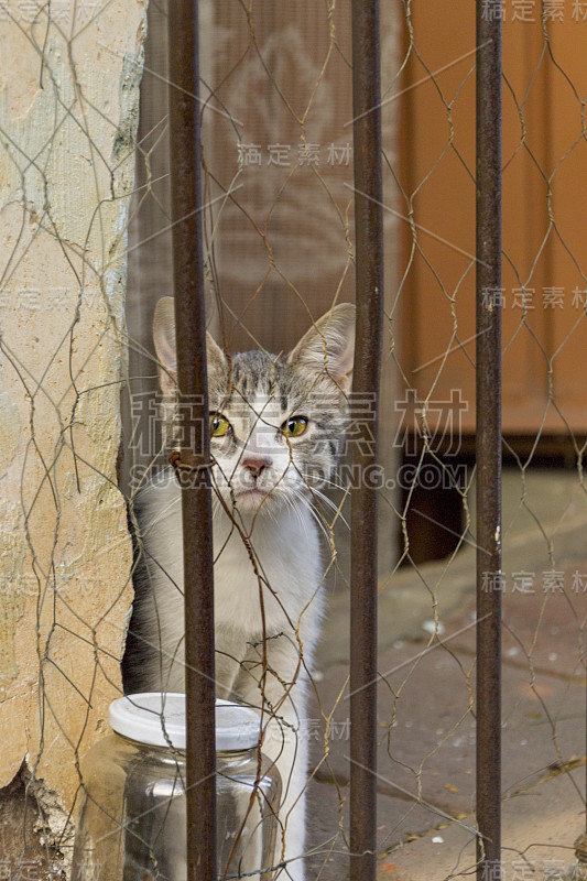 墨西哥瓦哈卡州监狱里的一只迷人的虎斑猫