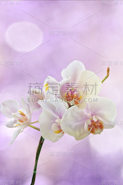 兰花