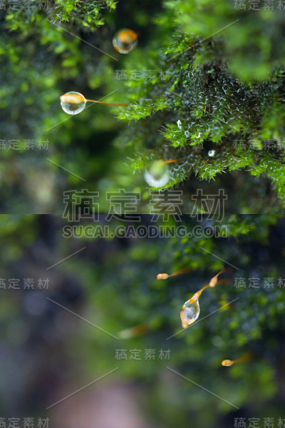 水滴的微距拍摄