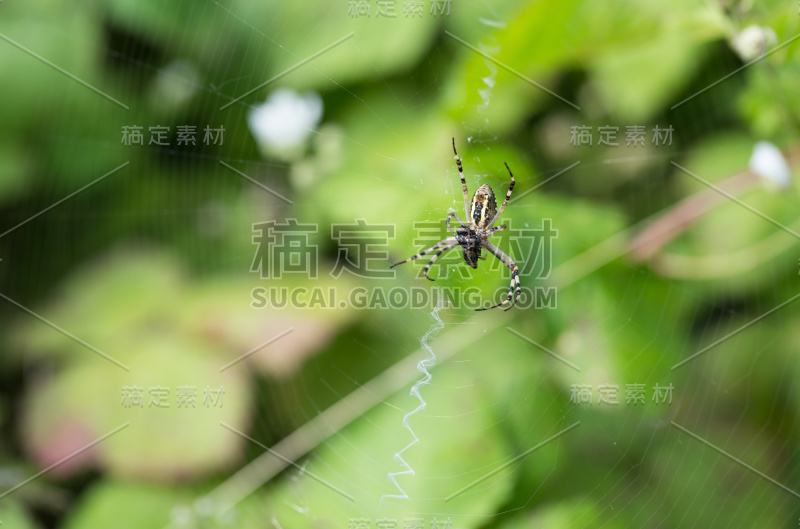 Argiope bruennichi。蜘蛛潜伏的猎物。