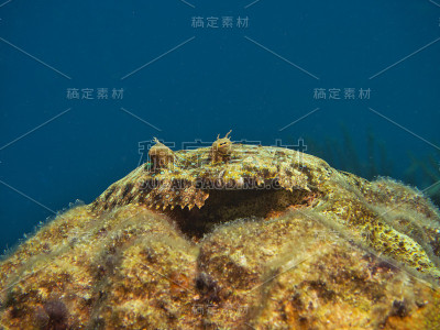 孔雀比目鱼的眼睛