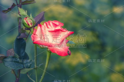 美丽的红玫瑰丛在夕阳的光线