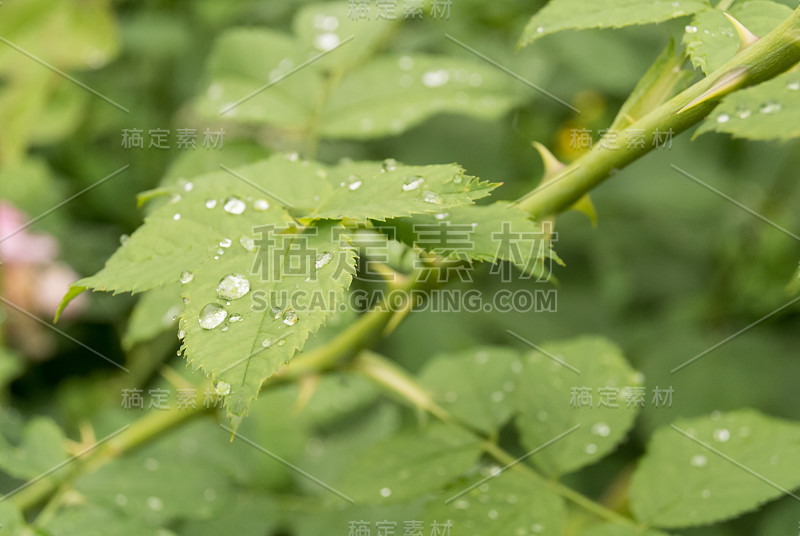 dew_drop_leaf_rose