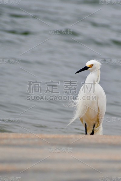海滩上的白鹭
