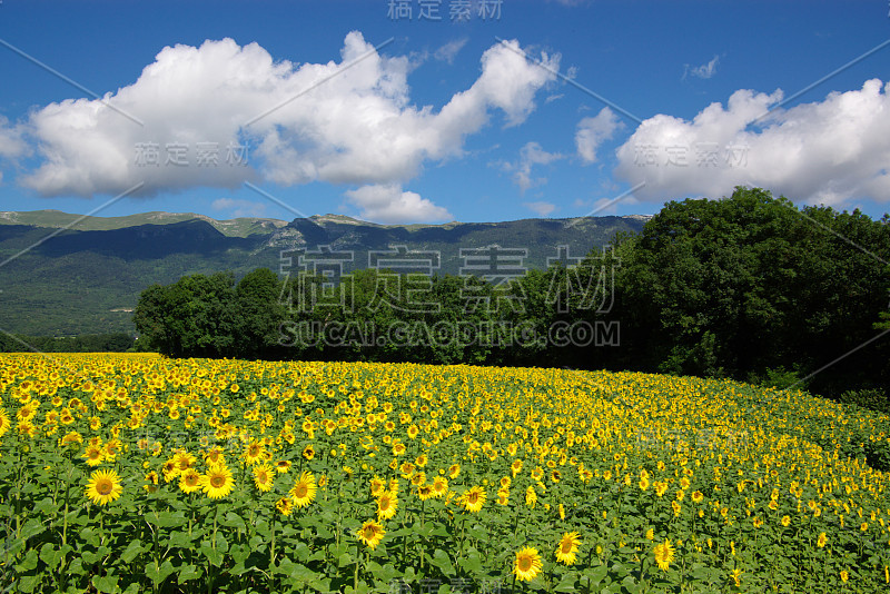 向日葵的风景