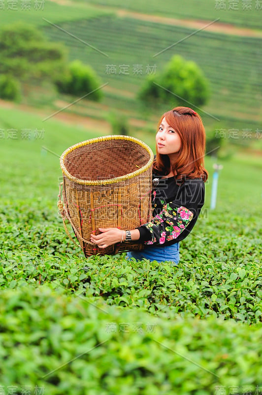 亚洲美女采摘茶叶种植园