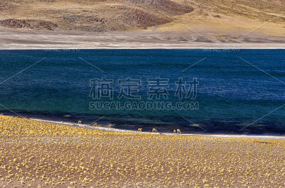 Miñiques泻湖的羊驼