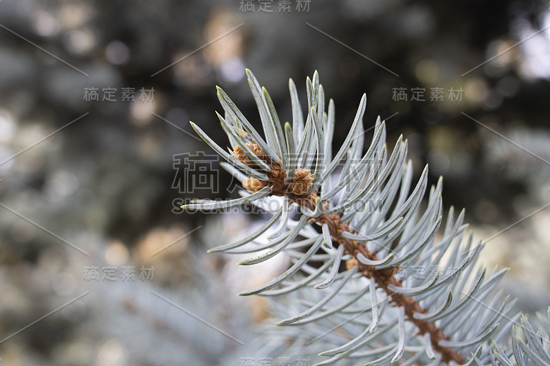 蓝色云杉树叶的特写照片。来自松树科。关闭了。