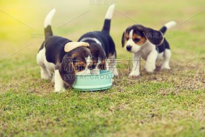 饥饿的小猎犬