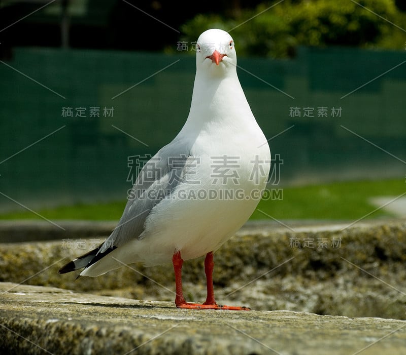 海鸥在浅的深度领域