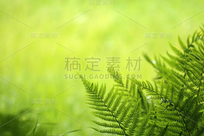 法恩