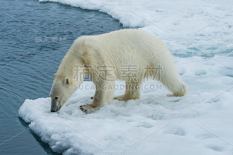 北极熊(Ursus maritimus)是一种原产于北极圈及其周围海域的北极熊。