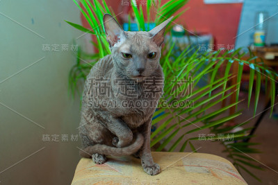 美丽的灰猫坐着看着镜头