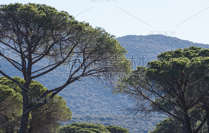 近海岸沼泽地森林公园