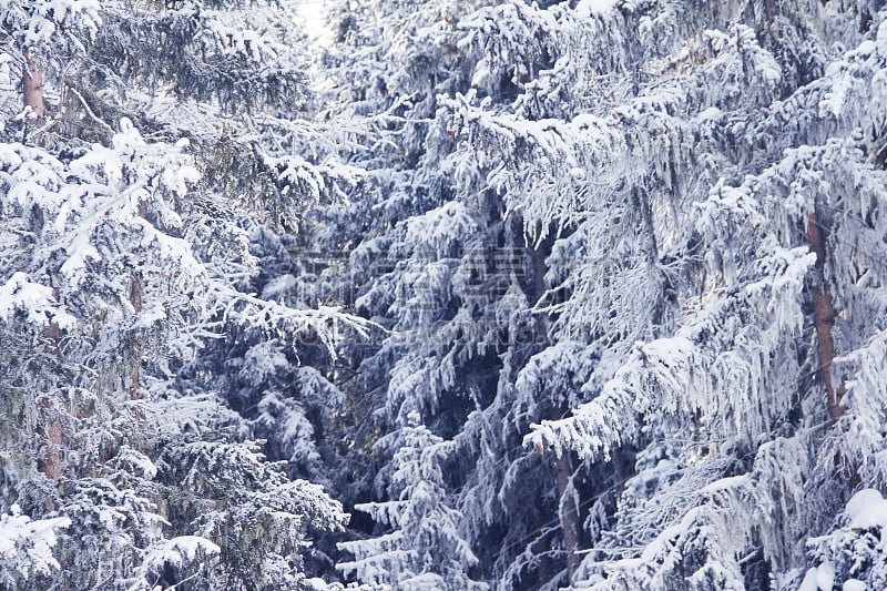 山区冬季森林