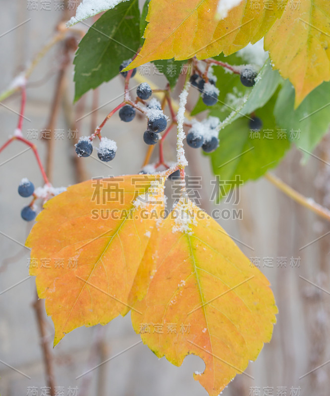 因霜冻而隐蔽在冰中的植物