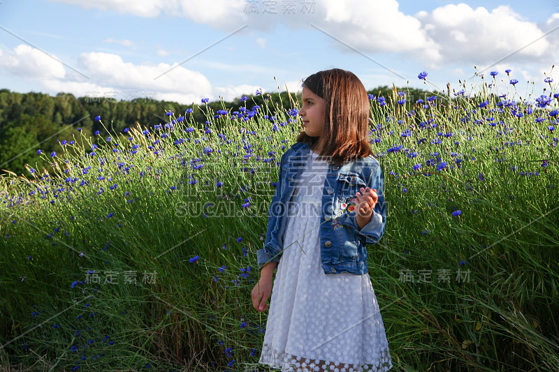 女孩走在美丽的蓝色矢车菊的田野上。