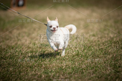 吉娃娃、步行