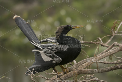 Anhinga在繁殖季节
