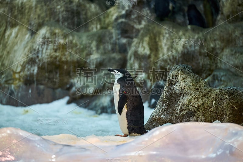 水族馆里又大又漂亮的皇家企鹅