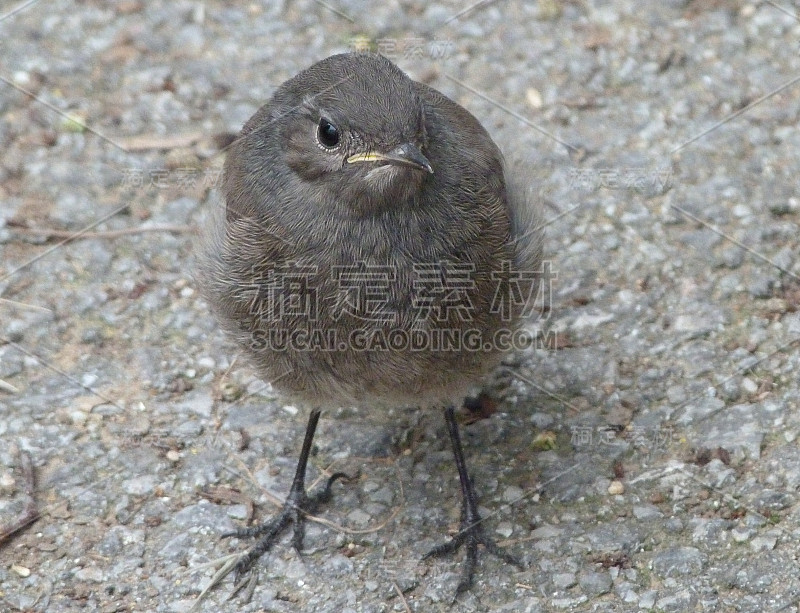 年轻的黑人红尾鸲