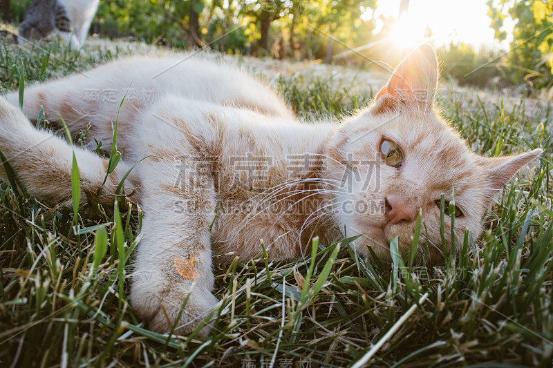 花园中顽皮的猫