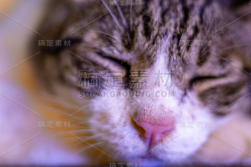 一只昏昏欲睡的宠物猫睡在地板上