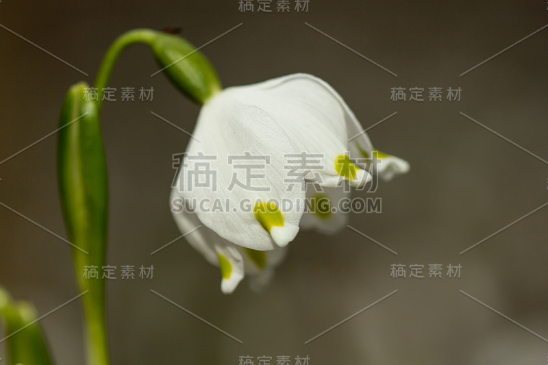 春季雪花，石蒜科多年生球茎开花植物，单朵白色花，花被片顶端有黄色或绿色标记。天门冬、石蒜科、石蒜科