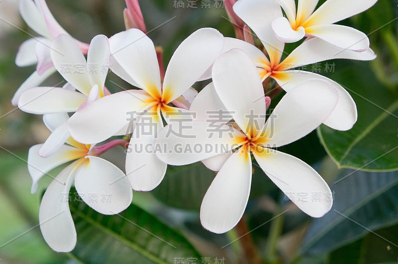 Plumeria white flowers in the garden