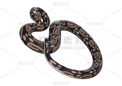 3D渲染球蟒在白色