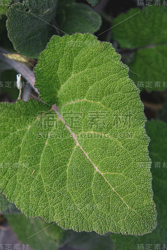 新鲜的绿色纹理牛蒡叶表面与黄色叶脉和锯齿边缘的特写。牛蒡的春叶。