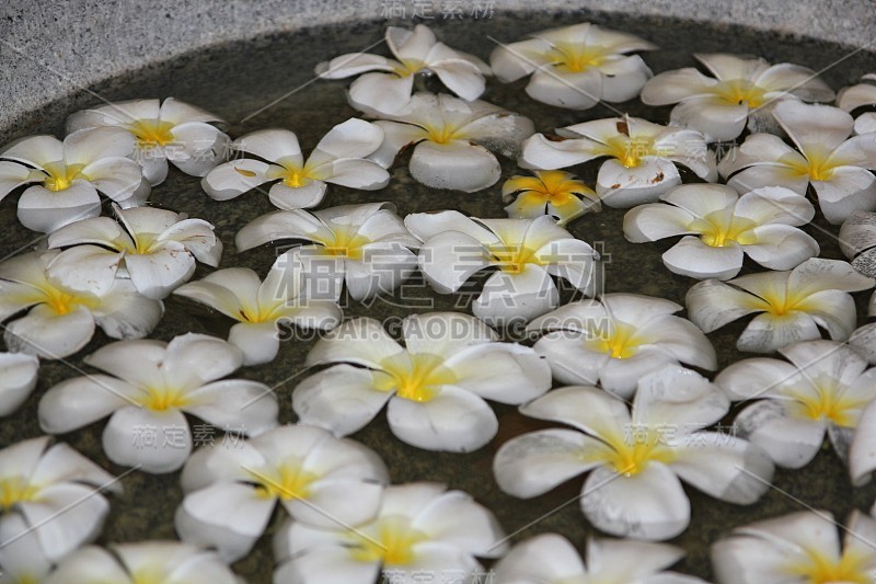 温泉大厅里漂浮着白色鸡蛋花