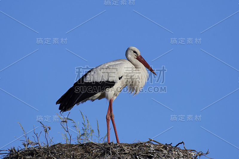 白鹳(白鹳)