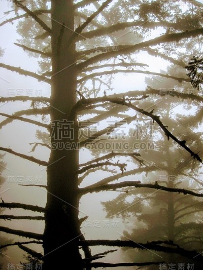 在一个多雾的夏天下午，参天的红杉树