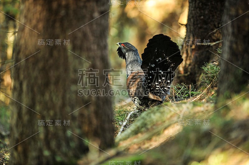 北欧雷鸟,Tetrao urogallus