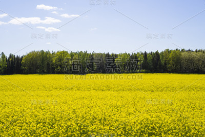 瑞典的油菜籽田。