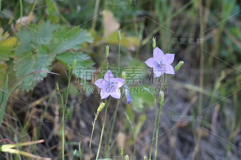 蓝色的野花，大提顿国家公园