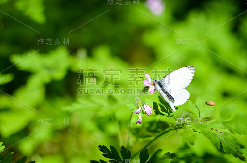 小白菜蝴蝶白上花