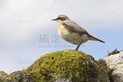 干石壁上的麦穗