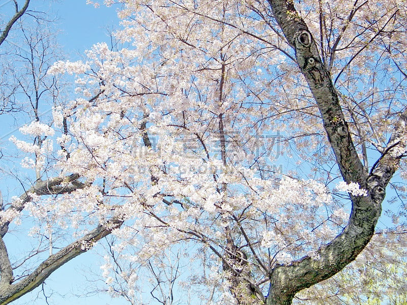 华盛顿樱花树2010年4月