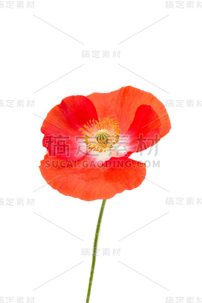 罂粟花