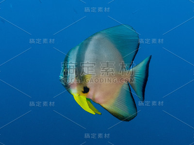 蝙蝠鱼