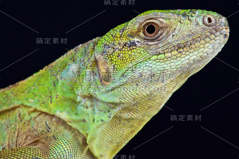 五龙骨棘尾鬣蜥(Ctenosaura quinecariniata)