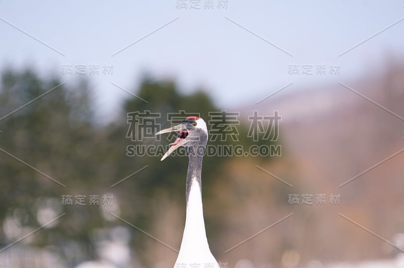 日本起重机大喊大叫