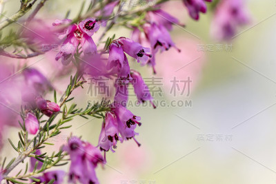 希斯盛开的鲜花