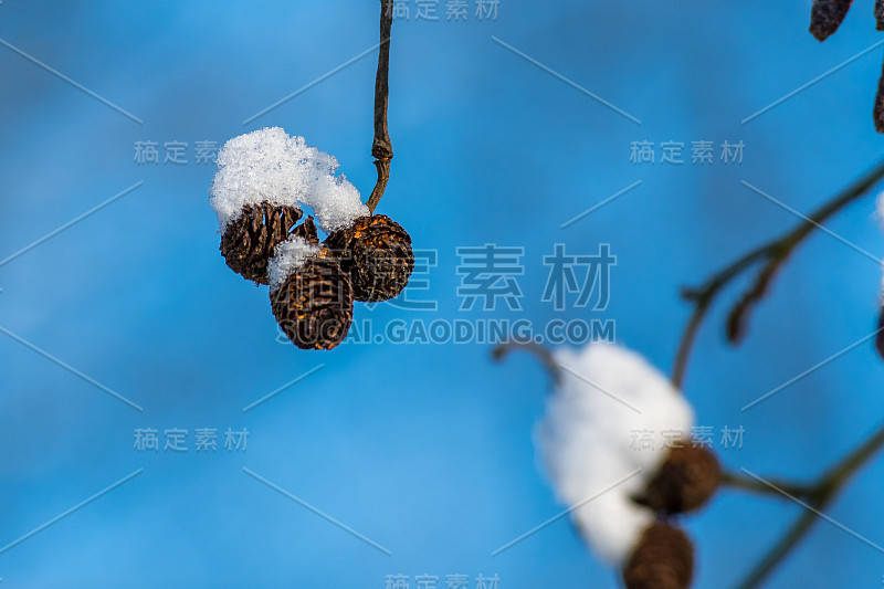 冬天黑桤木球果上的雪