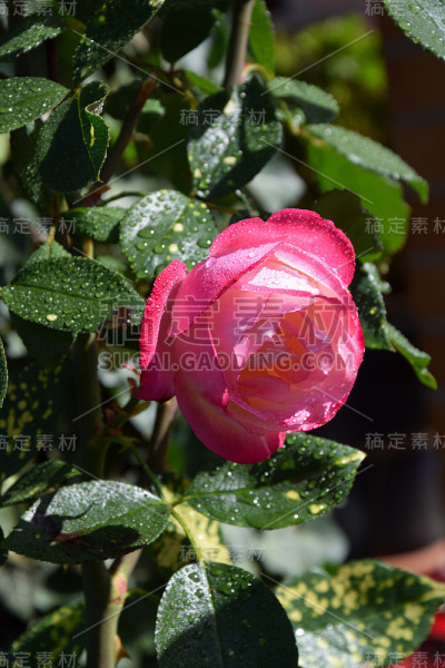 粉红色的玫瑰花与水滴在花瓣上-美丽的花园