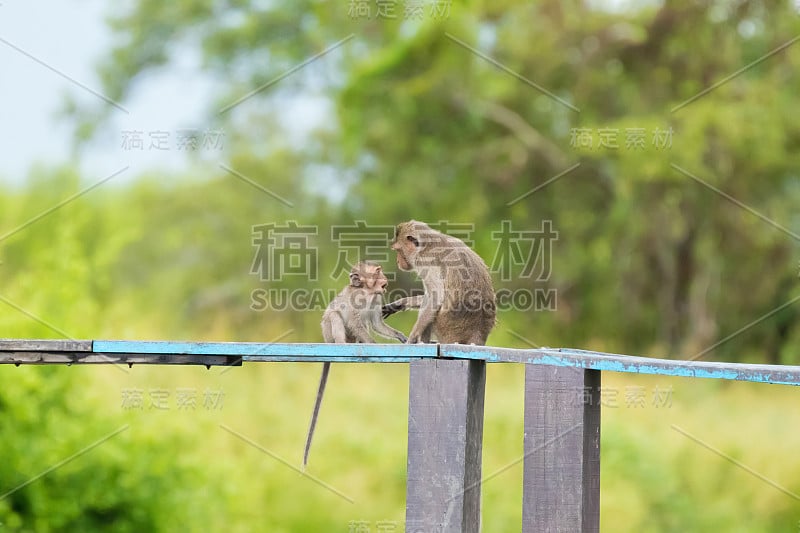 长尾猕猴妈妈在木板上向小猴子示爱