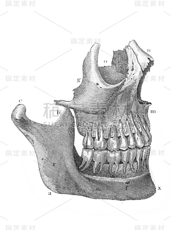 面部骨骼的旧书《大英百科全书》第一卷，作者C.布莱克，1875年，爱丁堡