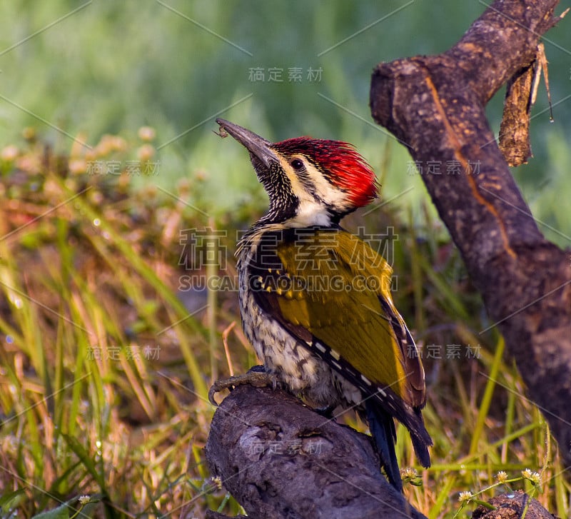 Black-rumped flameback啄木鸟